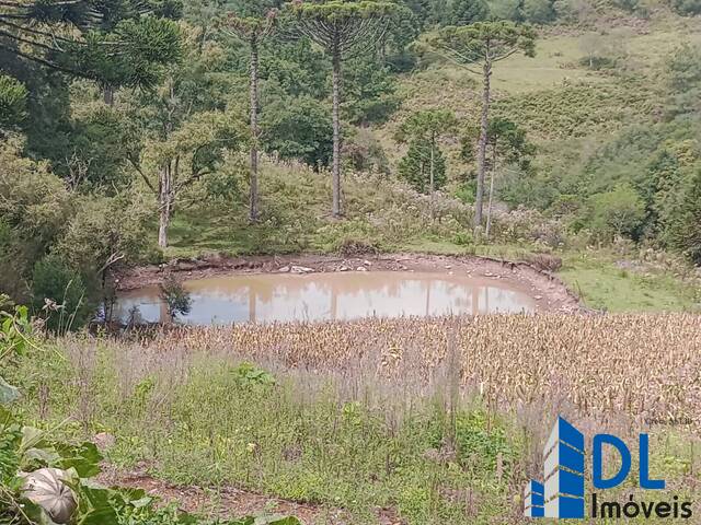 #200 - Chácara para Venda em Flores da Cunha - RS - 2