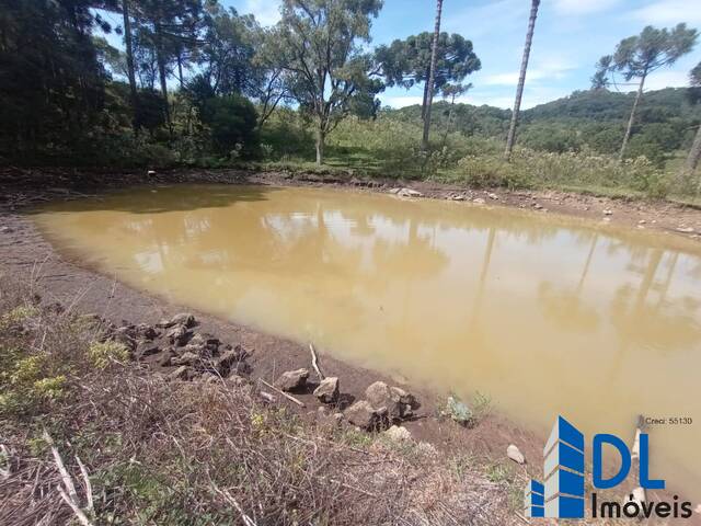 #200 - Chácara para Venda em Flores da Cunha - RS - 3