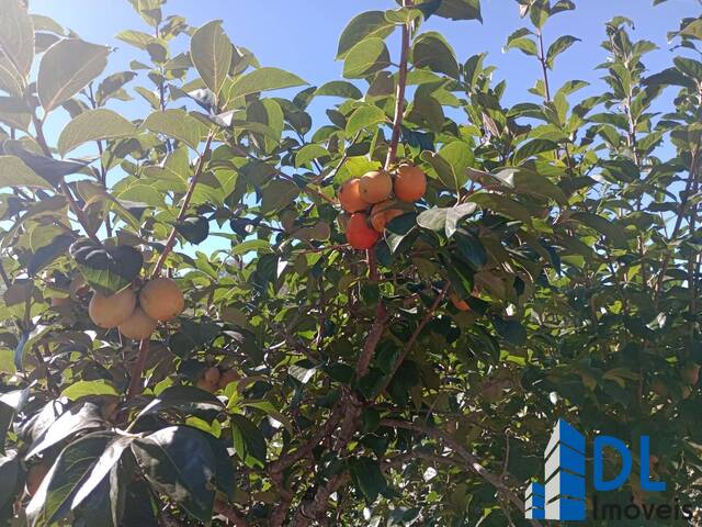 #201 - Chácara para Venda em Caxias do Sul - RS - 2